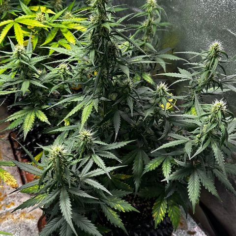 AH #1 growlog timeline photo