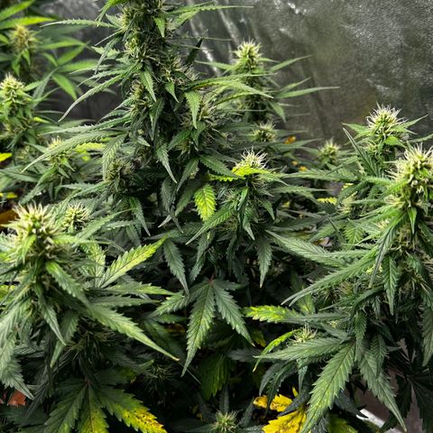 AH #1 growlog timeline photo