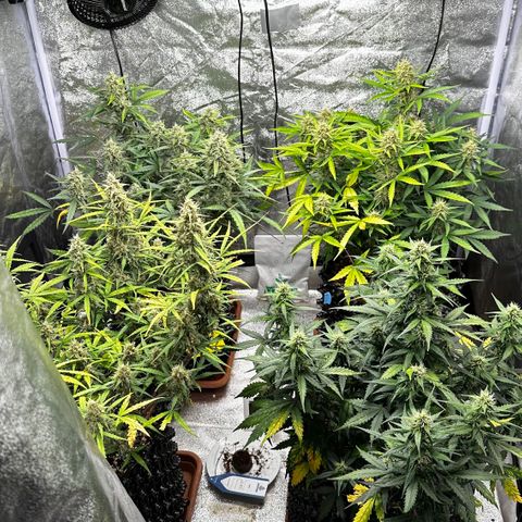 AH #1 growlog timeline photo