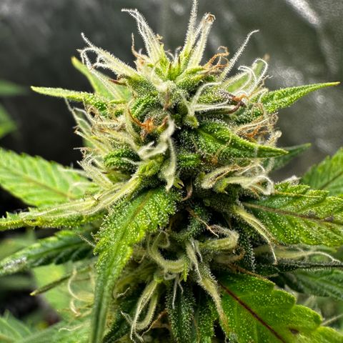 AH #1 growlog timeline photo