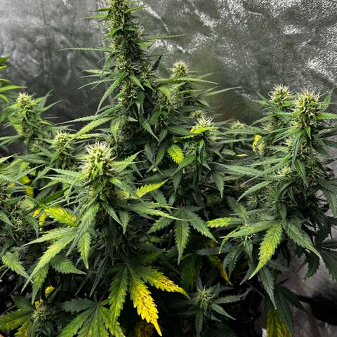 AH #1 growlog timeline photo