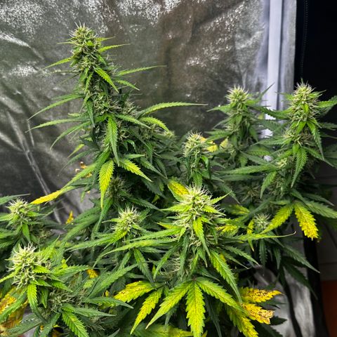 AH #1 growlog timeline photo