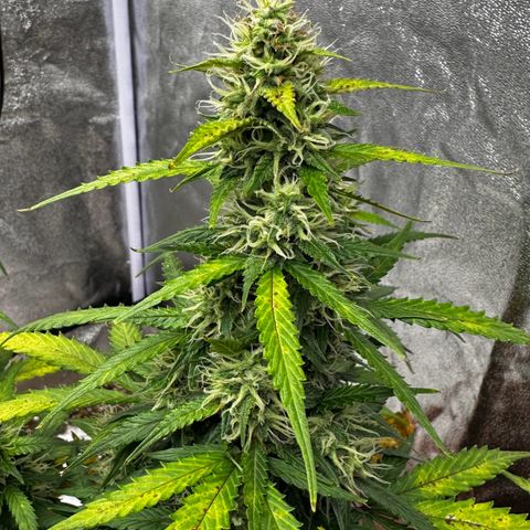 AH #1 growlog timeline photo