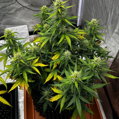 AH #1 growlog timeline photo