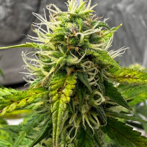AH #1 growlog timeline photo