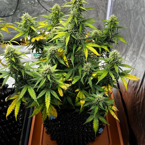 AH #1 growlog timeline photo