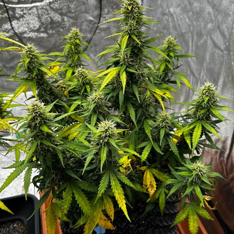 AH #1 growlog timeline photo