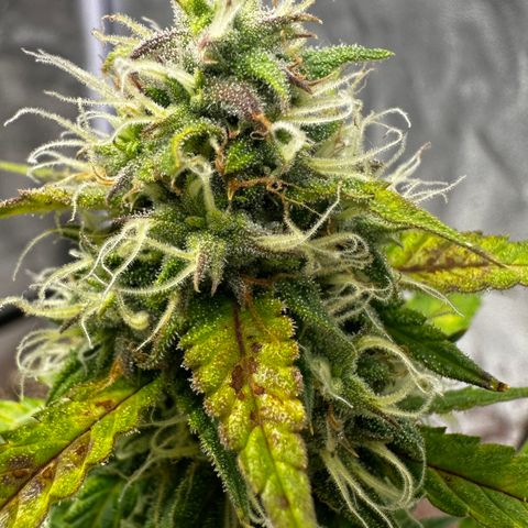 AH #1 growlog timeline photo