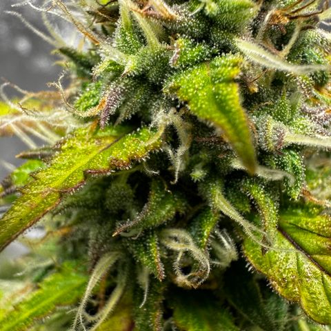 AH #1 growlog photo: Trichome, noch ca 1-2 Wochen