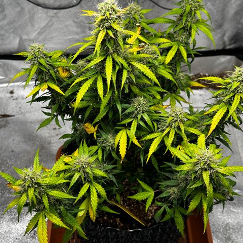 AH #1 growlog timeline photo