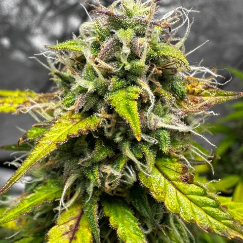 AH #1 growlog timeline photo