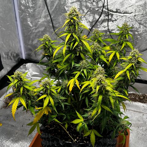 AH #1 growlog timeline photo