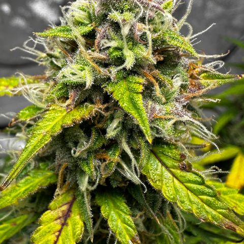 AH #1 growlog timeline photo