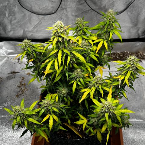 AH #1 growlog timeline photo