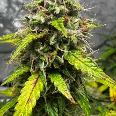 AH #1 growlog timeline photo