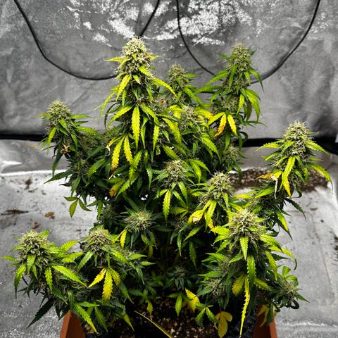 AH #1 growlog timeline photo