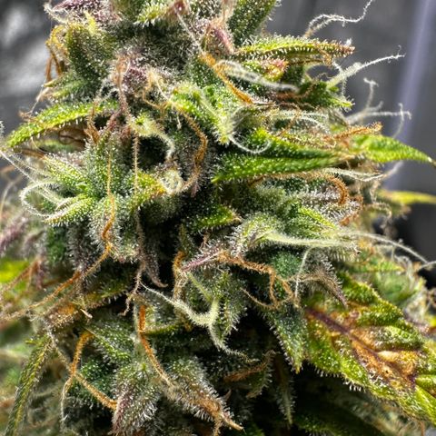 AH #1 growlog photo: Ernte