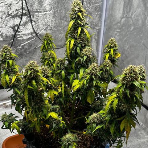 AH #1 growlog photo: Ernte