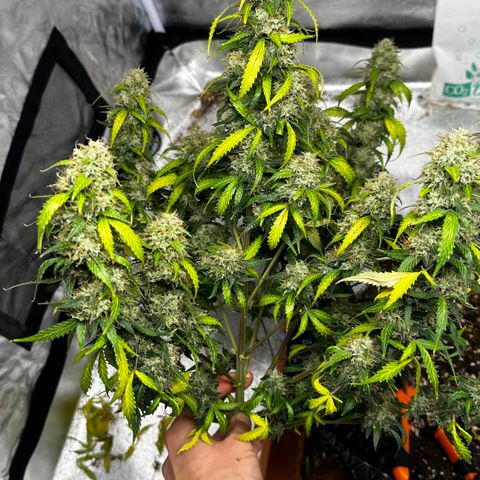AH #1 growlog photo: Ernte