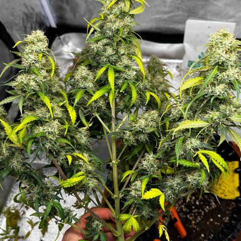 AH #1 growlog photo: Ernte