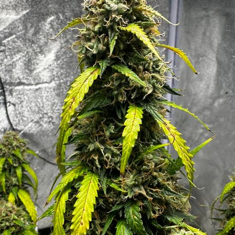 AH #1 growlog photo: Ernte