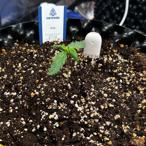 PH #2 growlog timeline photo