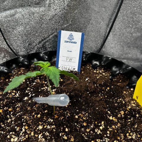 PH #4 growlog timeline photo