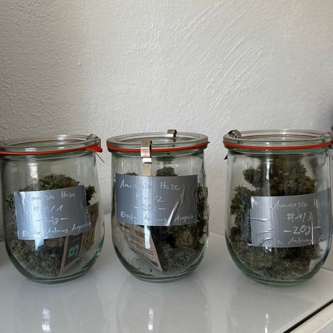 AH #1 growlog photo: 63g