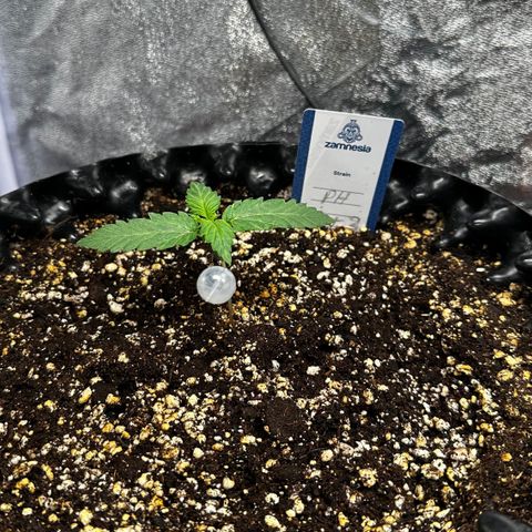 PH #3 growlog timeline photo