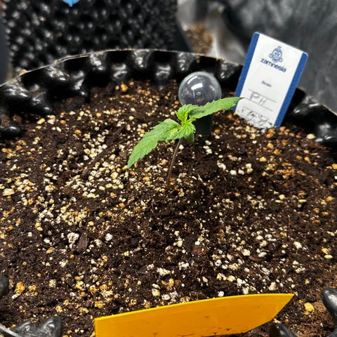 PH #1 growlog timeline photo