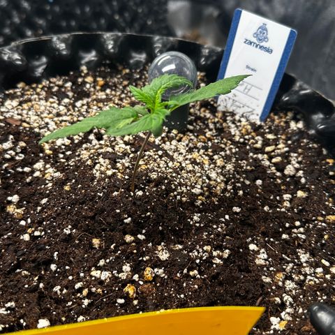 PH #1 growlog timeline photo