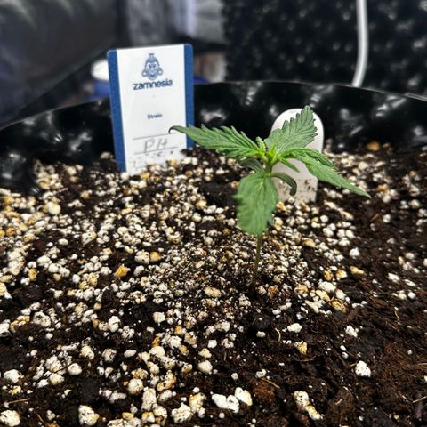 PH #2 growlog timeline photo