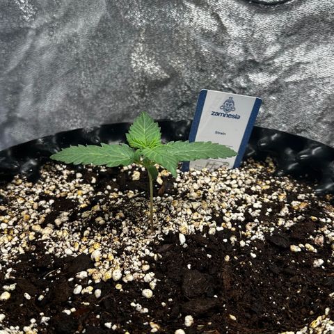 PH #3 growlog timeline photo