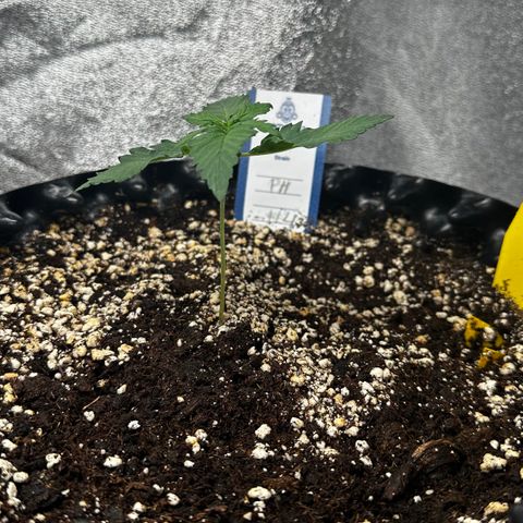 PH #4 growlog timeline photo