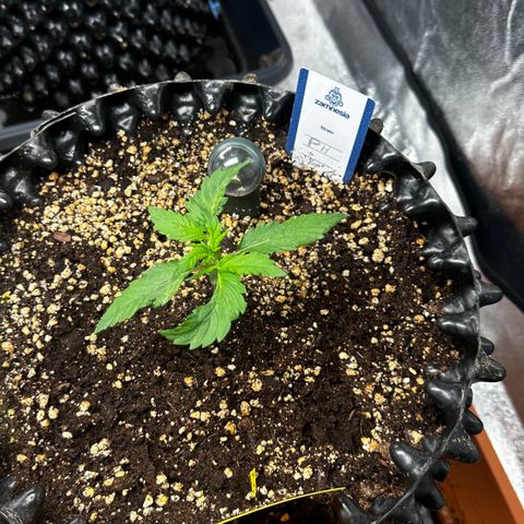 PH #1 growlog timeline photo