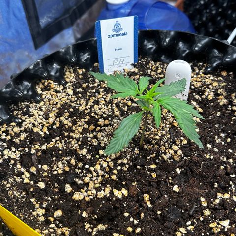 PH #2 growlog timeline photo
