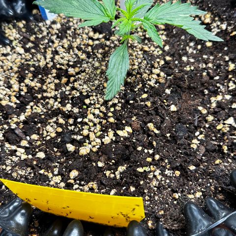 PH #2 growlog timeline photo