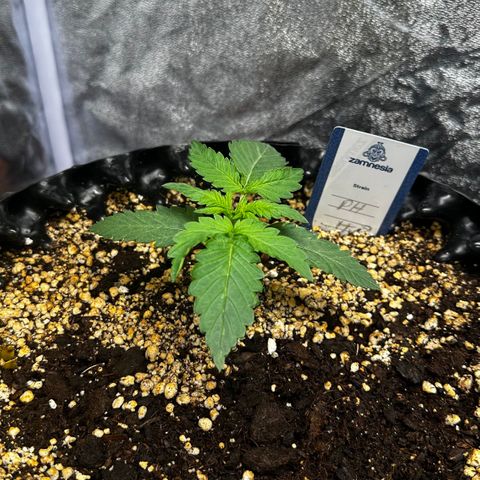 PH #3 growlog timeline photo