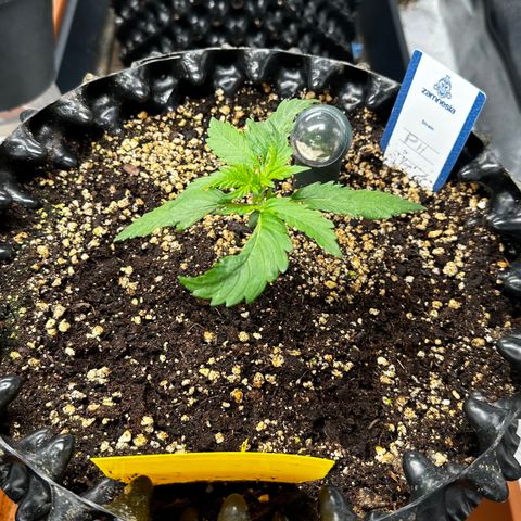 PH #1 growlog timeline photo