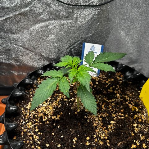 PH #4 growlog timeline photo