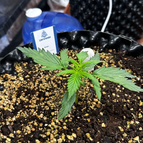 PH #2 growlog timeline photo
