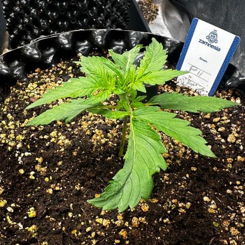 PH #1 growlog timeline photo