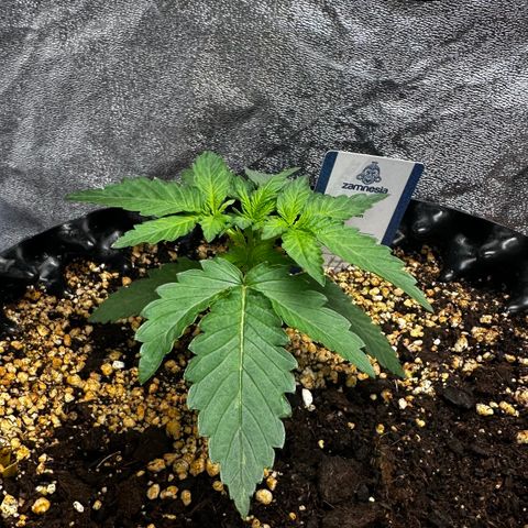 PH #3 growlog timeline photo