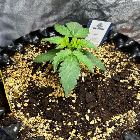 PH #3 growlog timeline photo