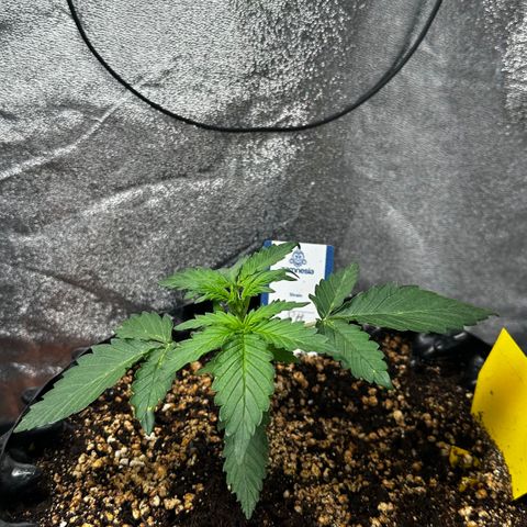 PH #4 growlog timeline photo
