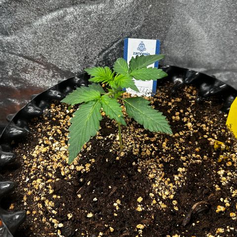 PH #4 growlog timeline photo
