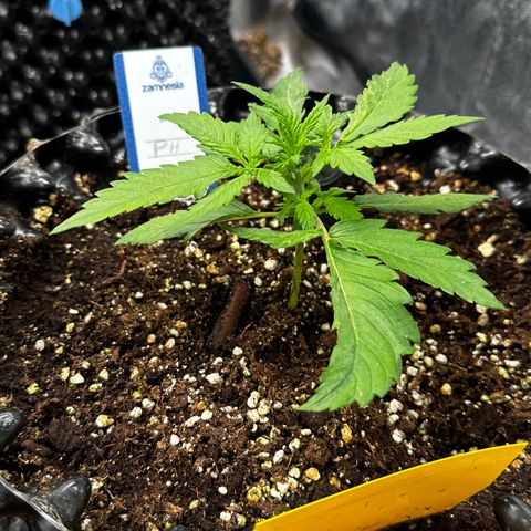 PH #1 growlog timeline photo