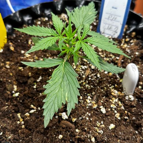 PH #2 growlog timeline photo