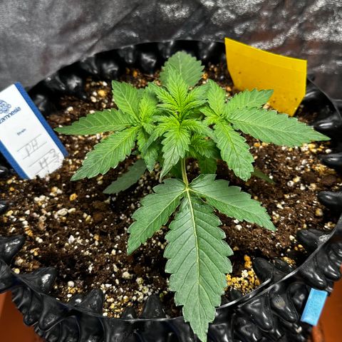 PH #3 growlog timeline photo