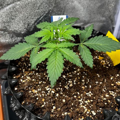 PH #4 growlog timeline photo